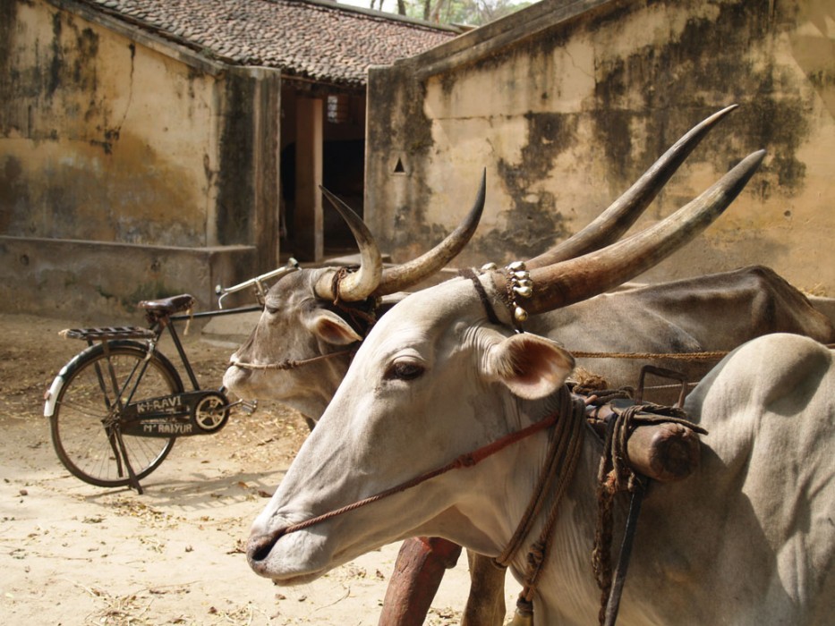 Bull Meets Bike