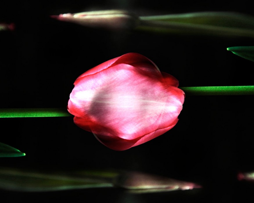 Fleur de Kiss