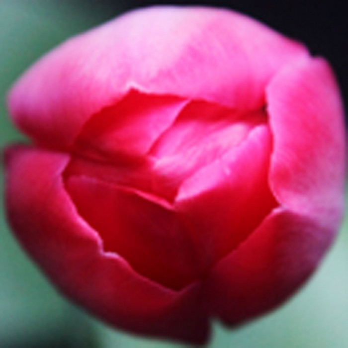Xenoflower 1